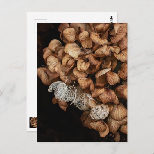 Faded hydrangea briefkaart (Voorkant / Achterkant)