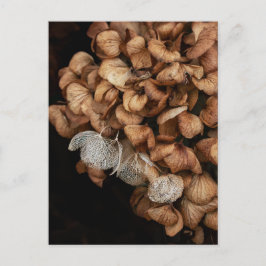 Faded hydrangea briefkaart