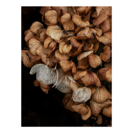 Faded hydrangea perfect poster