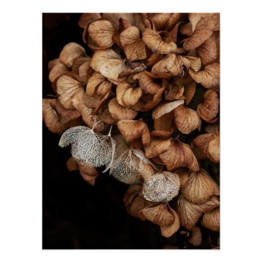 Faded hydrangea perfect poster (Voorkant)