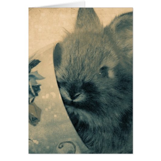 Faded oude bunny foto alle keren (Voorkant)