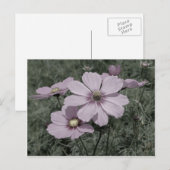 Faded roze kosmos bloeit zwart en wit briefkaart (Voorkant / Achterkant)