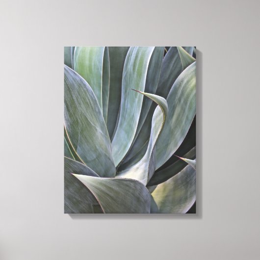 Faded Succulant Detail, 2017 Canvas Afdruk (Voorkant)