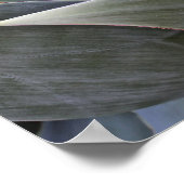 Faded Succulant Detail, 2017 Poster (Hoek)