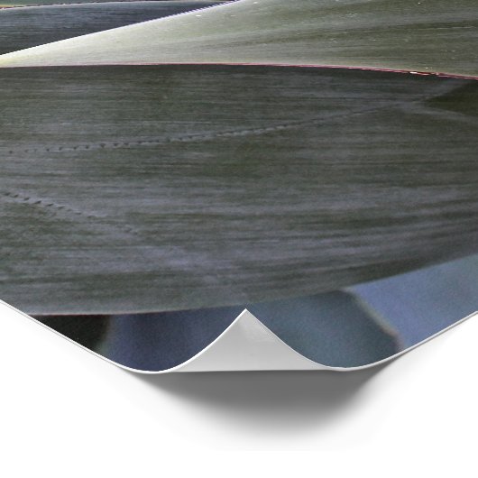 Faded Succulant Detail, 2017 Poster (Hoek)