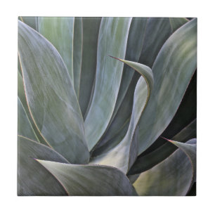 Faded Succulant Detail, 2017 Tegeltje