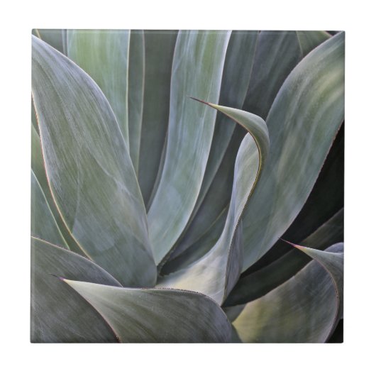 Faded Succulant Detail, 2017 Tegeltje (Voorkant)