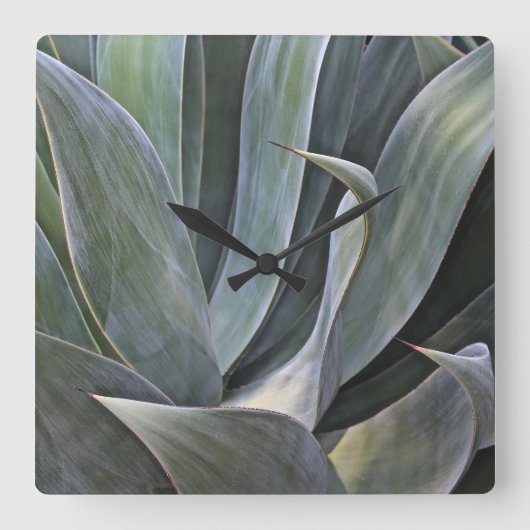 Faded Succulant Detail, 2017 Vierkante Klok (Voorkant)