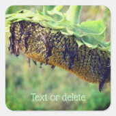 Faded zonnebloem Aangepast Vierkante Sticker (Voorkant)