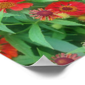 Fading Red Zinnia Flowers Poster (Hoek)