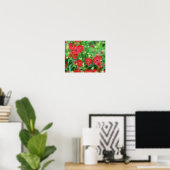 Fading Red Zinnia Flowers Poster (Thuiskantoor)