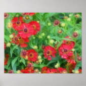 Fading Red Zinnia Flowers Poster (Voorkant)