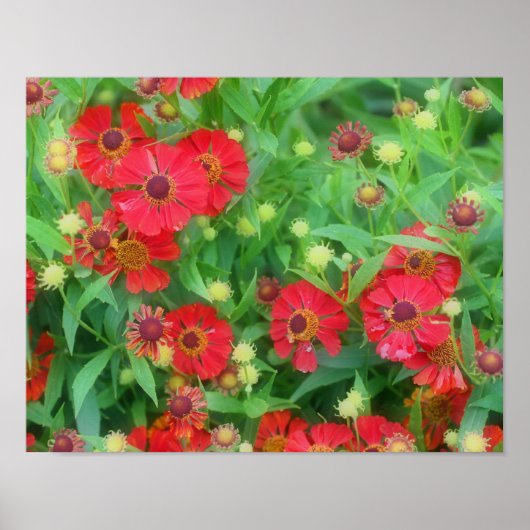 Fading Red Zinnia Flowers Poster (Voorkant)