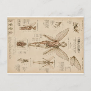 Faerla Lucens Anatomie en Fysiologie van de Vleuge Feestdagenkaart