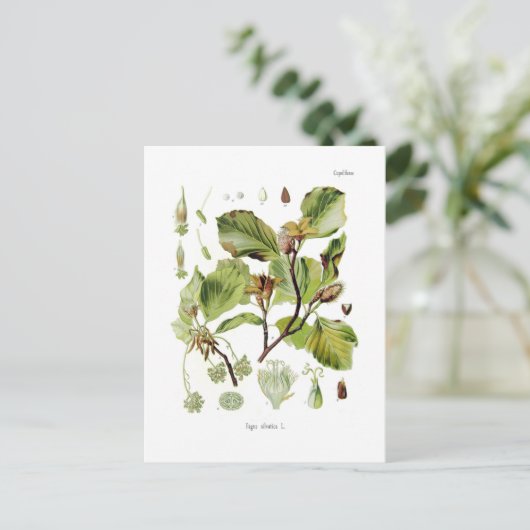 Fagus silvatica (beuk) briefkaart (Staand voorkant)