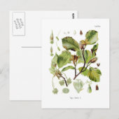 Fagus silvatica (beuk) briefkaart (Voorkant / Achterkant)