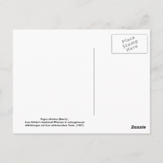 Fagus silvatica (beuk) briefkaart (Achterkant)