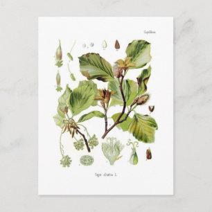 Fagus silvatica (beuk) briefkaart