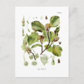 Fagus silvatica (beuk) briefkaart (Voorkant)
