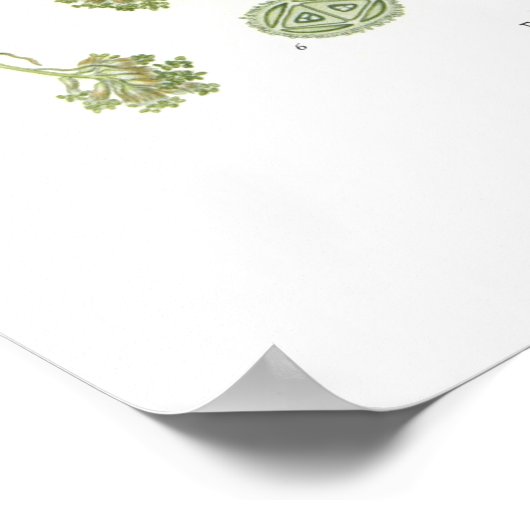 Fagus silvatica (beuk) poster (Hoek)