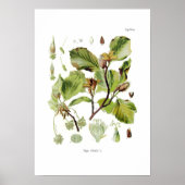 Fagus silvatica (beuk) poster (Voorkant)