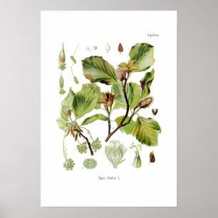 Fagus silvatica (beuk) poster