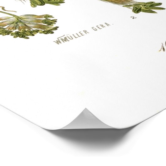 Fagus silvatica (beuk) poster (Hoek)