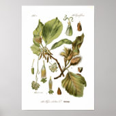 Fagus silvatica (beuk) poster (Voorkant)