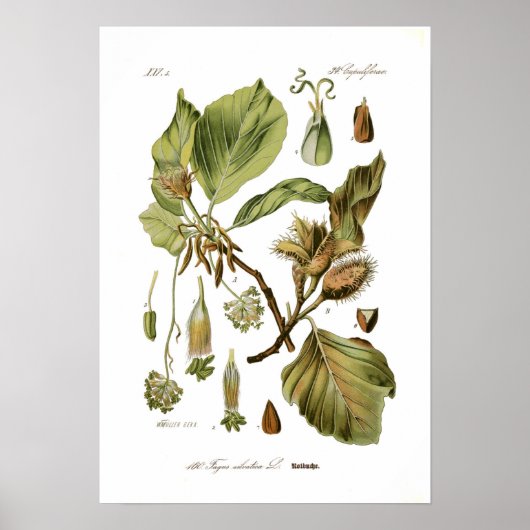 Fagus silvatica (beuk) poster (Voorkant)