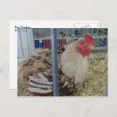 Fair Chicken Briefkaart (Voorkant / Achterkant)