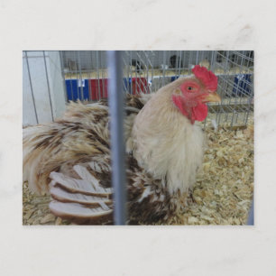 Fair Chicken Briefkaart