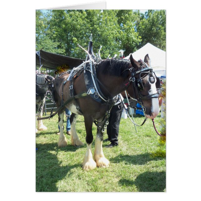 Fair Horse (Voorkant)