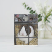 Fair Rabbit Briefkaart (Staand voorkant)