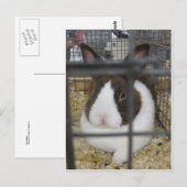 Fair Rabbit Briefkaart (Voorkant / Achterkant)