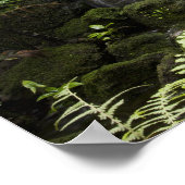 Fairchild Tropical Botanic Garden is een 33 ha (83 Poster (Hoek)