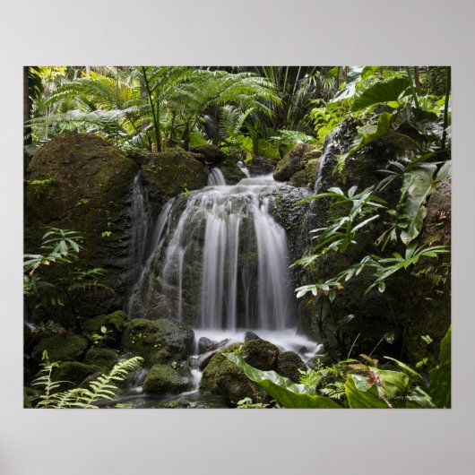 Fairchild Tropical Botanic Garden is een 33 ha (83 Poster (Voorkant)