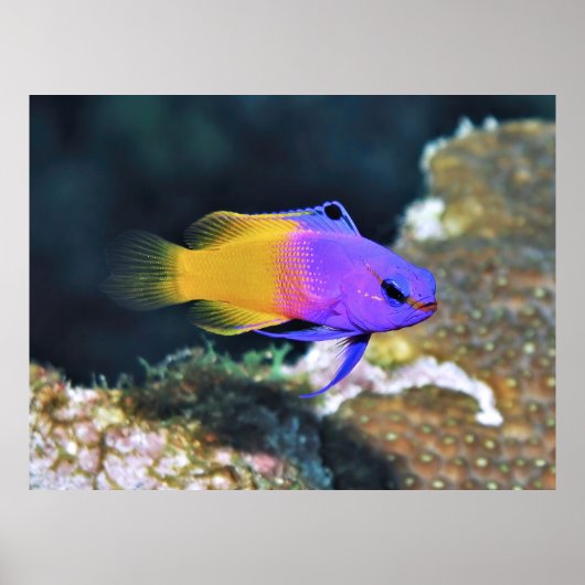 Fairy Basslet Poster (Voorkant)