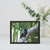 Fairy Bluebird Photo Briefkaart (Staand voorkant)