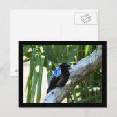 Fairy Bluebird Photo Briefkaart (Voorkant / Achterkant)