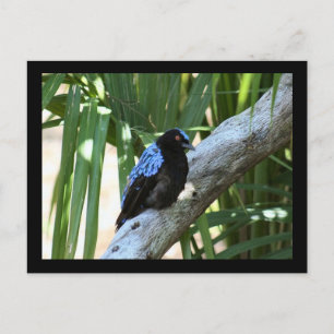 Fairy Bluebird Photo Briefkaart