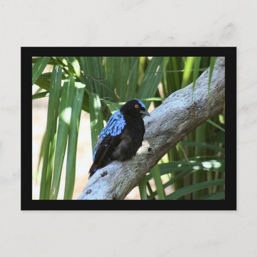 Fairy Bluebird Photo Briefkaart (Voorkant)