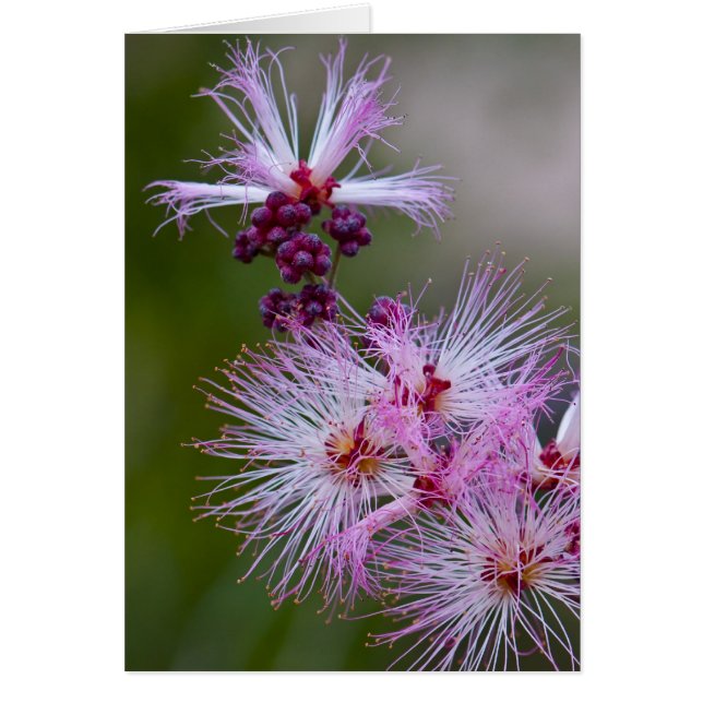 Fairy Duster (Voorkant)