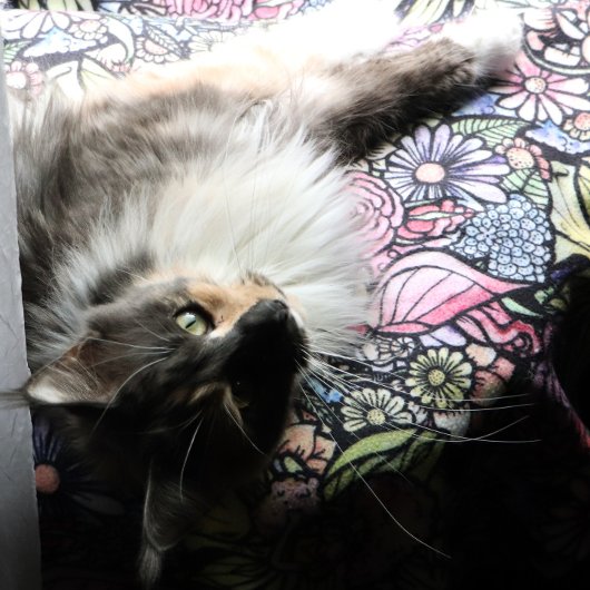 Fairy Garden Gardening Flower Gardens Fairies      Fleece Deken