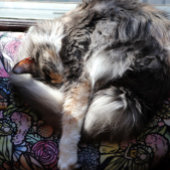 Fairy Garden Gardening Flower Gardens Fairies      Fleece Deken