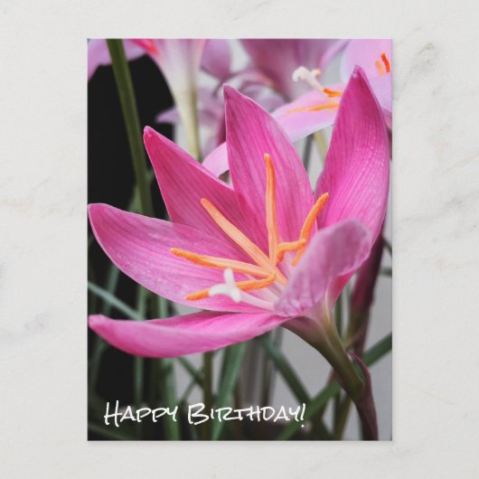 Fairy Lily Birthday Wishes Briefkaart (Voorkant)