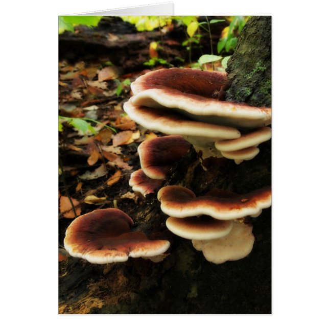 Fairy Shelf (Voorkant)