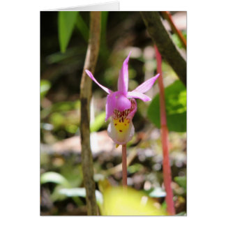 Fairy Slipper