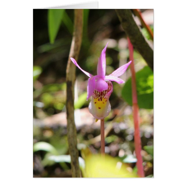 Fairy Slipper (Voorkant)