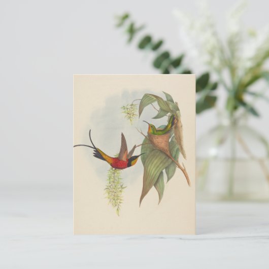 Fairy Topaz | John Gould Briefkaart (Staand voorkant)