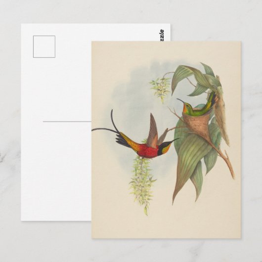 Fairy Topaz | John Gould Briefkaart (Voorkant / Achterkant)